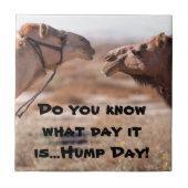Hump Day Camels Fliese (Vorderseite)