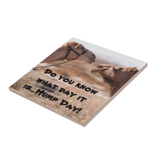 Hump Day Camels Fliese (Seite)