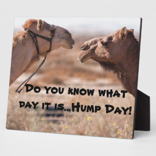 Hump Day Camels Fotoplatte