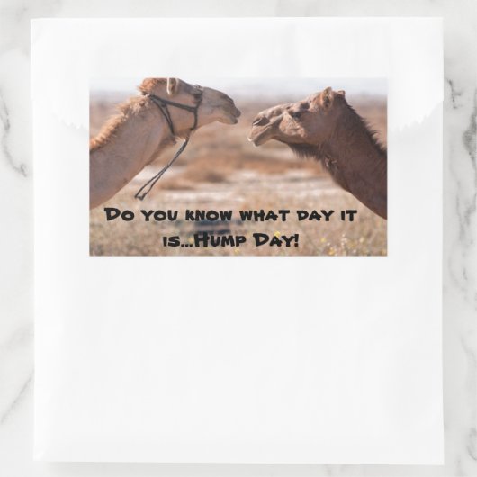 Hump Day Camels Rechteckiger Aufkleber (Tasche)