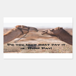 Hump Day Camels Rechteckiger Aufkleber