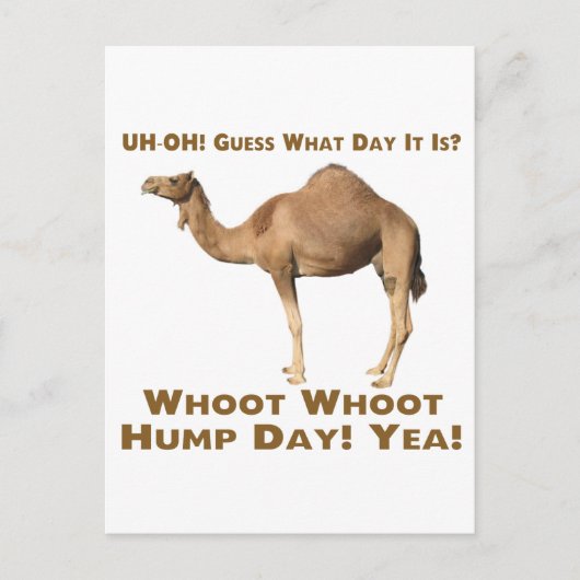 Hump Day Postkarte (Vorderseite)