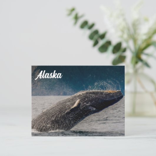 Humpback Breach Alaska Postcard Postkarte (Stehend Vorderseite)