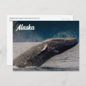 Humpback Breach Alaska Postcard Postkarte (Vorne/Hinten)