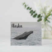 Humpback Breach Alaska Postkarte (Stehend Vorderseite)