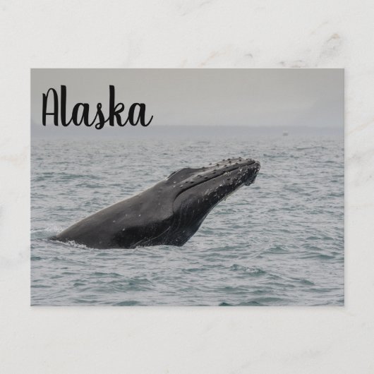 Humpback Breach Alaska Postkarte (Vorderseite)