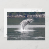 Humpback Breach Postkarte (Vorne/Hinten)