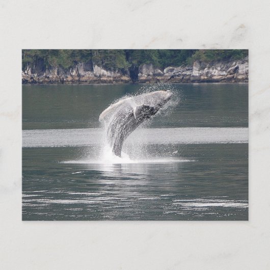 Humpback Breach Postkarte (Vorderseite)