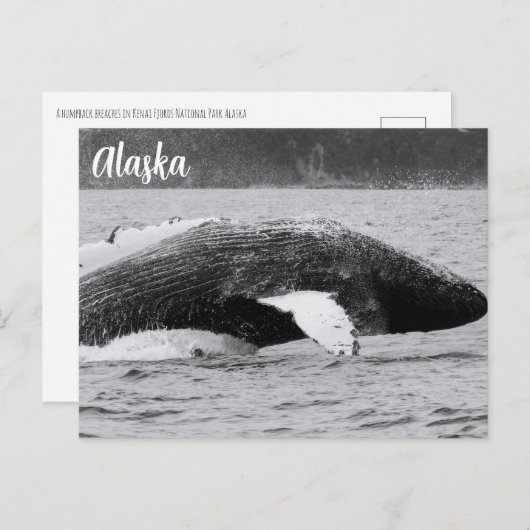 Humpback Break Schwarz-Weiß Postkarte (Vorne/Hinten)