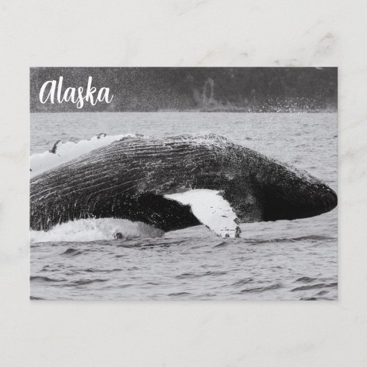 Humpback Break Schwarz-Weiß Postkarte (Vorderseite)