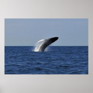 Humpback Poster