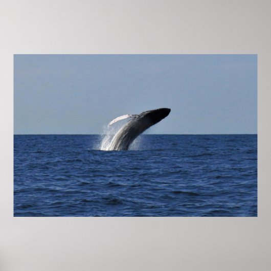 Humpback Poster (Vorne)