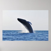 Humpback Poster (Vorne)