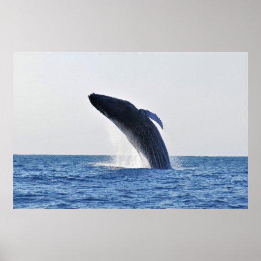 Humpback Poster (Vorne)