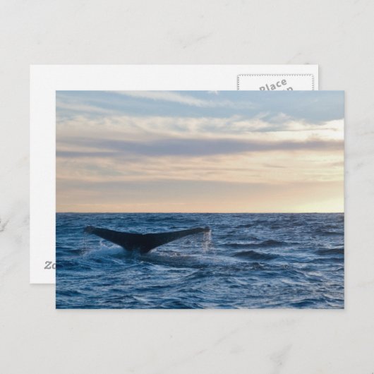 Humpback Schwanz Postkarte (Vorne/Hinten)