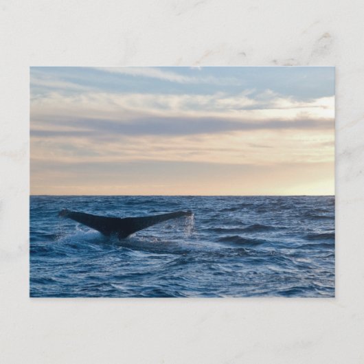 Humpback Schwanz Postkarte (Vorderseite)