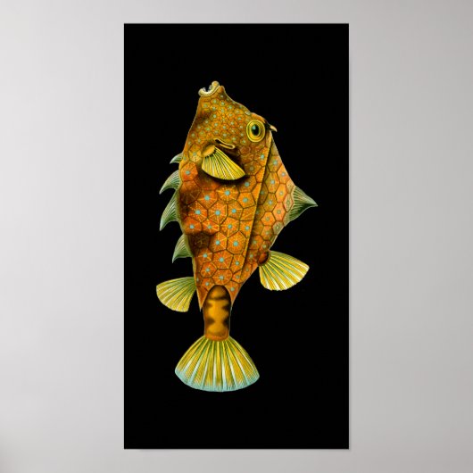 Humpback Turretfish, Ernst Haeckel Kunst Poster (Vorne)