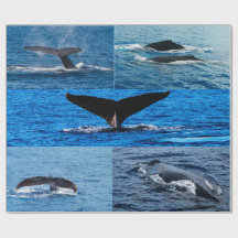 Humpback Wal Geschenkpapier
