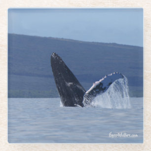 Humpback Wal Head Lunge Glas Untersetzer