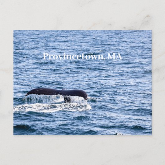 Humpback Wal Postcard Postkarte (Vorderseite)
