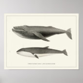 Humpback Wal und Minke Whale Poster (Vorne)