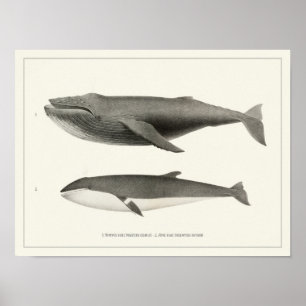 Humpback Wal und Minke Whale Poster