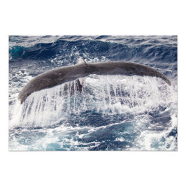 Humpback Waterfall Foto Print
