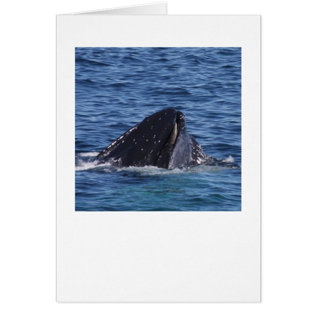Humpback Whale (Vorne)