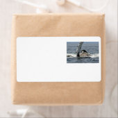 Humpback Whale (Insitu)