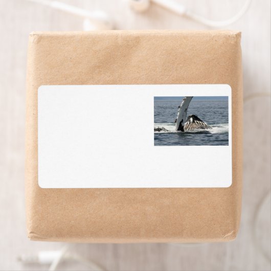 Humpback Whale (Insitu)