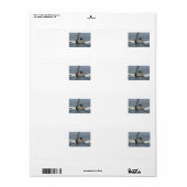 Humpback Whale (Vorne)