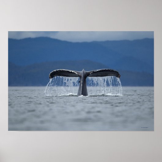 Humpback Whale 2 Poster (Vorne)