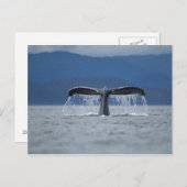 Humpback Whale 2 Postkarte (Vorne/Hinten)