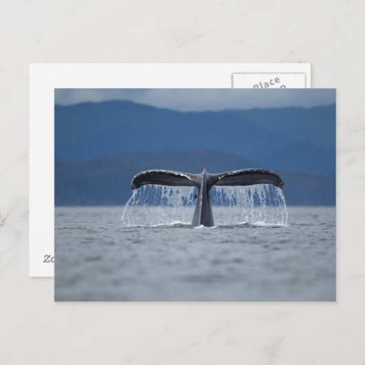 Humpback Whale 2 Postkarte (Vorne/Hinten)
