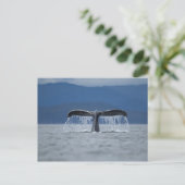 Humpback Whale 2 Postkarte (Stehend Vorderseite)