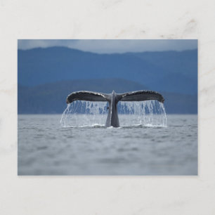 Humpback Whale 2 Postkarte