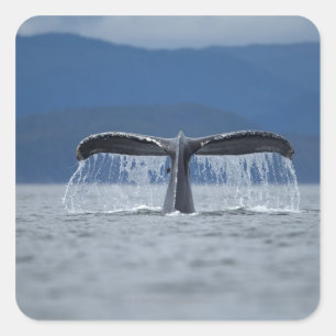 Humpback Whale 2 Quadratischer Aufkleber