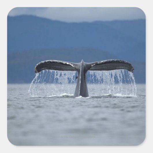 Humpback Whale 2 Quadratischer Aufkleber (Vorderseite)