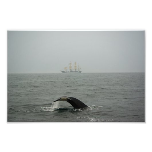 Humpback Whale and Tall Ship 2 Foto (Vorne)