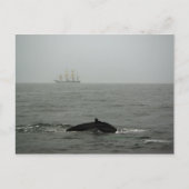 Humpback Whale and Tall Ship Postcard Postkarte (Vorderseite)