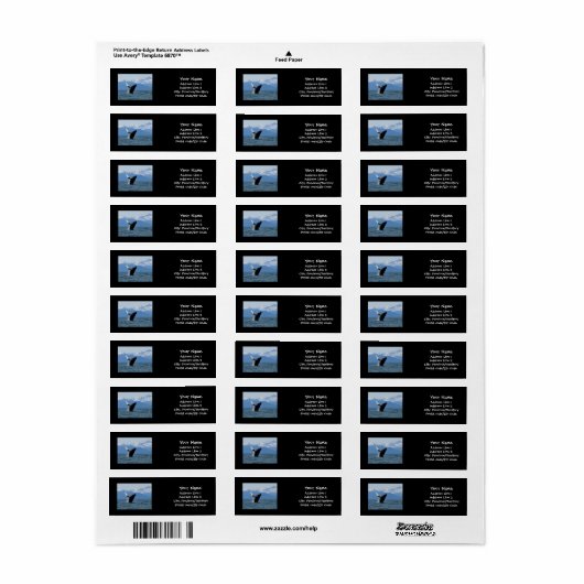 Humpback Whale Breaching (Vorne)