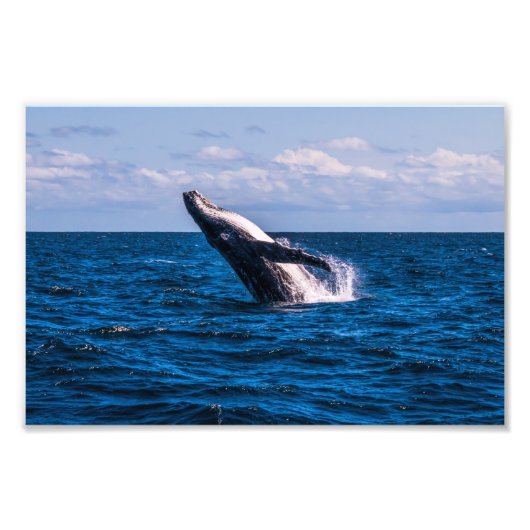 Humpback Whale Breaching Foto Print (Vorne)