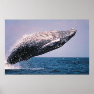 Humpback Whale Breaching Poster