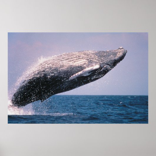 Humpback Whale Breaching Poster (Vorne)