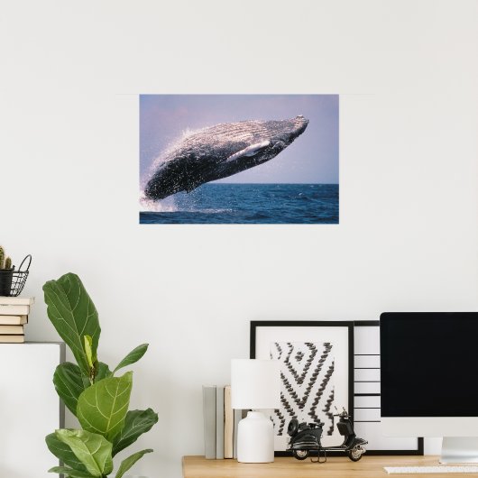 Humpback Whale Breaching Poster (Heimbüro)