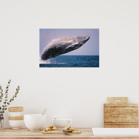 Humpback Whale Breaching Poster (Küche)