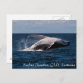 Humpback Whale Breaching Surfers Paradies Postkarte (Vorne/Hinten)