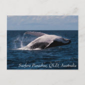 Humpback Whale Breaching Surfers Paradies Postkarte (Vorderseite)