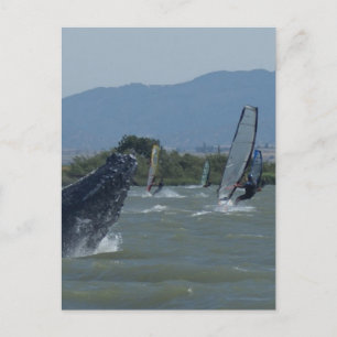 Humpback Whale Brechen durch Windsurfer Postkarte