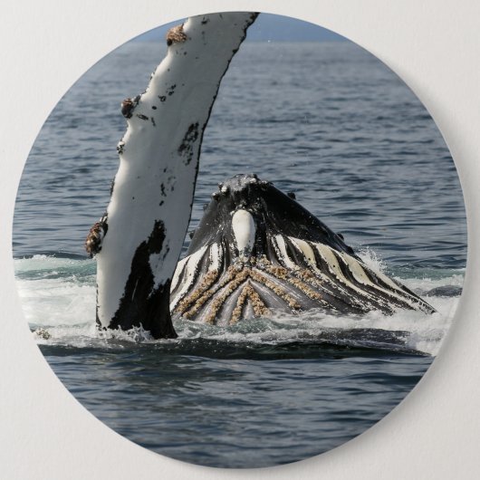 Humpback Whale Button (Vorderseite)